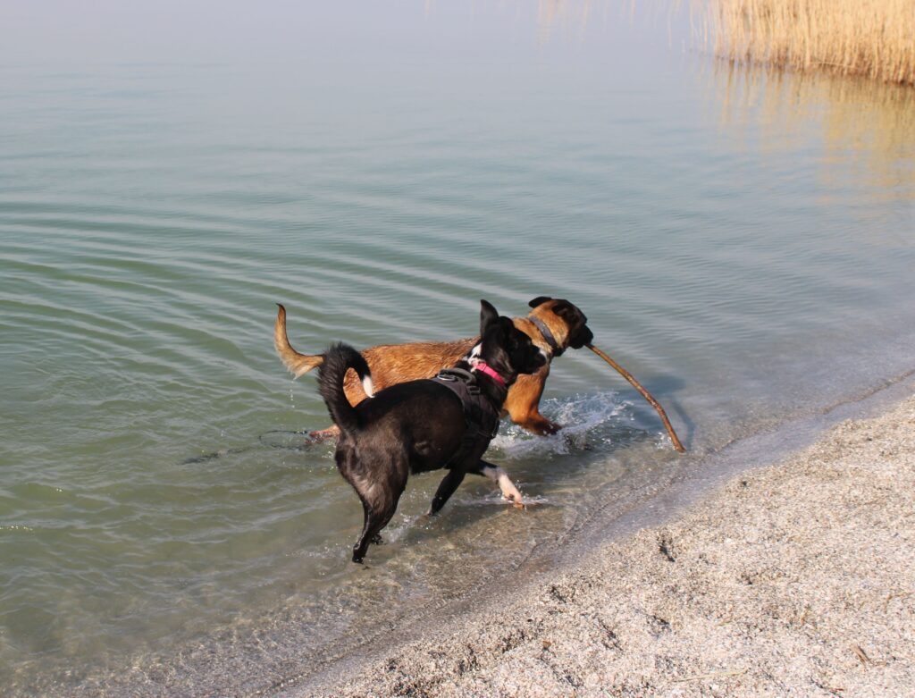 Am Hundestrand